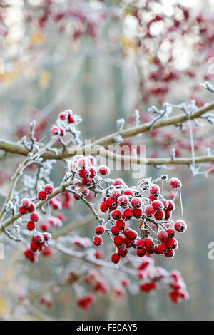 Bereift Weißdornbeeren im Garten. Stockfoto