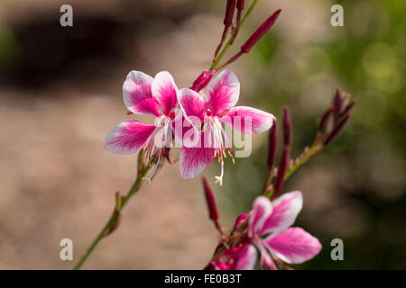 Tanzender Schmetterlinge, Gaura Lindheimeri Siskiyou Pink Stockfoto