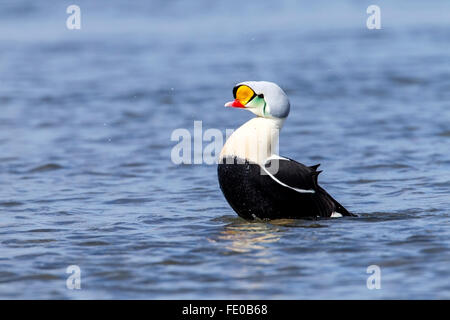 König Eiderenten (Somateria Spectabilis) Erwachsenen Drake Schwimmen am Meer, Ythan Mündung, Aberdeen, Scotland, UK Stockfoto