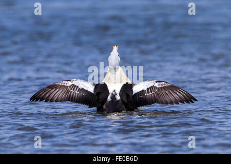 König Eiderenten (Somateria Spectabilis) Erwachsenen Drake Schwimmen am Meer, Ythan Mündung, Aberdeen, Scotland, UK Stockfoto