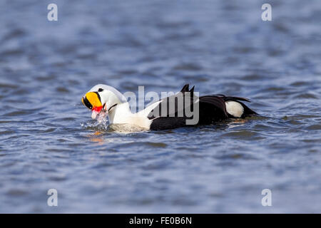 König Eiderenten (Somateria Spectabilis) Erwachsenen Drake Schwimmen am Meer, Ythan Mündung, Aberdeen, Scotland, UK Stockfoto