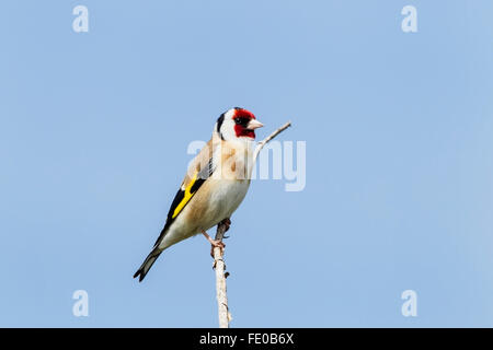 Stieglitz (Zuchtjahr Zuchtjahr) Erwachsenen thront auf Zweig des Baumes vor blauem Himmel, Norfolk, England Stockfoto