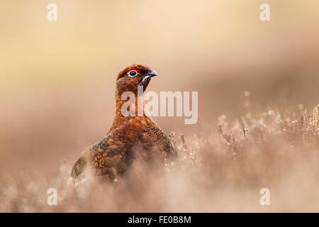 Moorschneehühner ([Lagopus Lagopus Scotica) Männchen im Heidekraut Moorland im Frühjahr, Yorkshire, England Stockfoto