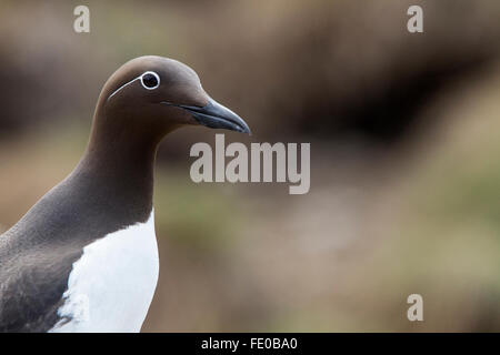 gezügelten Guillemot (Uria Aalge) Erwachsenen stehen auf Felsen zeigt Kopf-Gesichts-Formation, Farne Islands, Northumberland, England Stockfoto