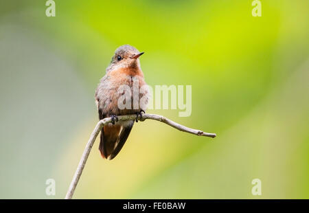 getuftete kokette Kolibri (Lophornis Ornatus) weiblich thront auf Zweig, Trinidad, Karibik Stockfoto