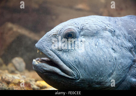 Muräne im Aquarium durch Glas Stockfoto