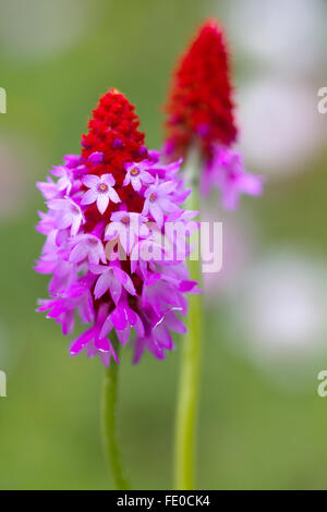 Primula Vialii Stockfoto