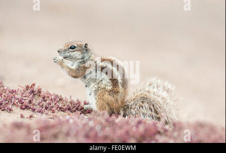 Barbary Boden Eichhörnchen, Fuerteventura, Kanarische Inseln Stockfoto