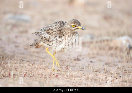 Stein-Brachvogel, Fuerteventura, Spanien Stockfoto