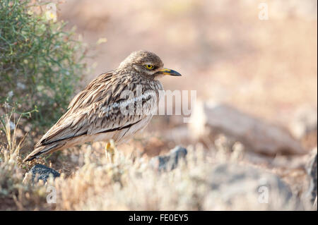 Stein-Brachvogel, Fuerteventura, Spanien Stockfoto