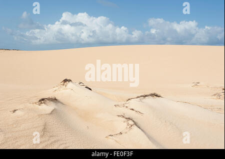 Dünen-Nationalpark Corralejo, Fuerteventura, Spanien Stockfoto