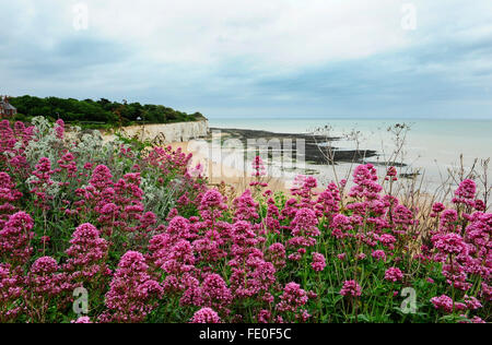 Red Valerian Blumen, Broadstairs Kent UK Stockfoto