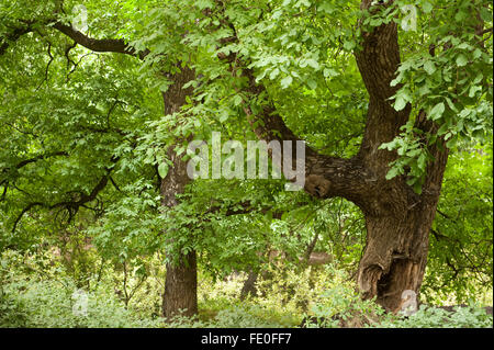 Walnuss Baum Juglans SP., Marokko Stockfoto