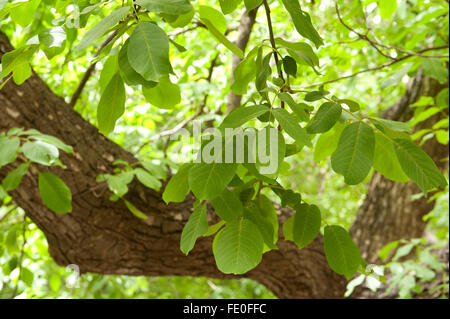 Walnuss Baum Juglans SP., Marokko Stockfoto