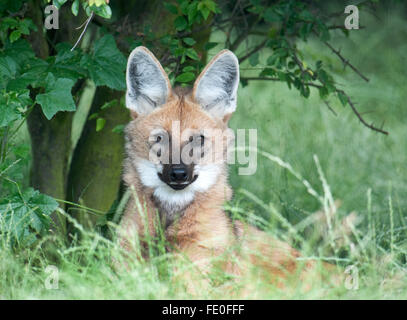 Mähnenwolf Chrysocyon Brachyurus, Südamerika Stockfoto