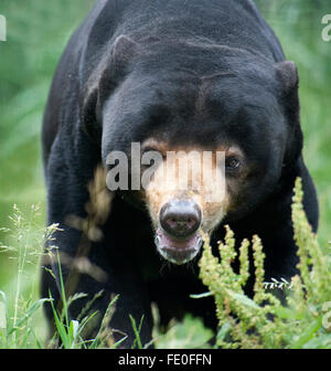 Sun Bear, Helarctos Malayanus, Südost-Asien Stockfoto