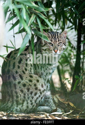 Fischen-Katze, Prionailurus Viverrinus, Indien Stockfoto