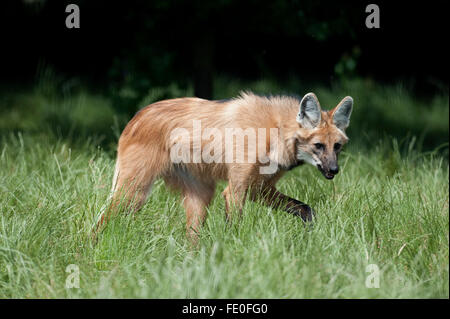 Mähnenwolf Chrysocyon Brachyurus, Südamerika Stockfoto