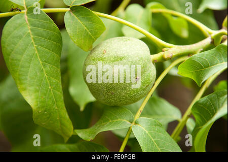 Nahaufnahme von Früchten der Walnussbaum Juglans SP., Marokko Stockfoto