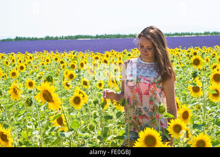 Brünette junge Frau im Sonnenblumenfeld Stockfoto