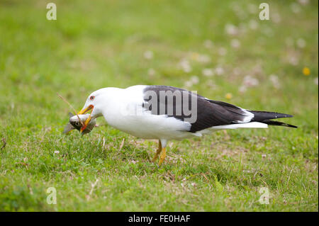 Große schwarze Backed Gull, Larus Marinus, Kangasala, Finnland Stockfoto