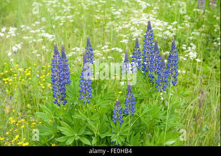 Lupin Blumen, Lupinus Polyphyllus, Kangasala, Finnland Stockfoto