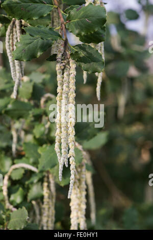 Garrya Elliptica "James Roof". Seiden Quaste "James Roof" Kätzchen Stockfoto