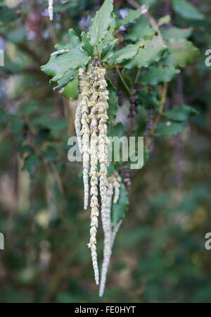 Garrya Elliptica "James Roof". Seiden Quaste "James Roof" Kätzchen Stockfoto