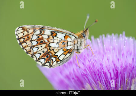 Kleine Perle grenzt Fritillary Butterfly, Clossiana Selene f.hela, Finnland Stockfoto