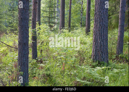 Pinienwald, Nationalpark Hiidenportti, Finnland Stockfoto