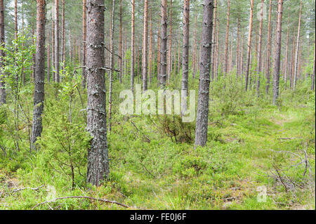 Pinienwald, Nationalpark Hiidenportti, Finnland Stockfoto