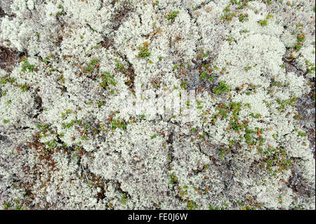 Rentier Flechten, Cladonia Rangiferina, Nationalpark Hiidenportti, Finnland Stockfoto