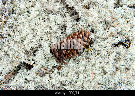 Rentier Flechten, Cladonia Rangiferina, Nationalpark Hiidenportti, Finnland Stockfoto
