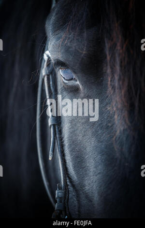 Auge des Friesenpferdes Stockfoto