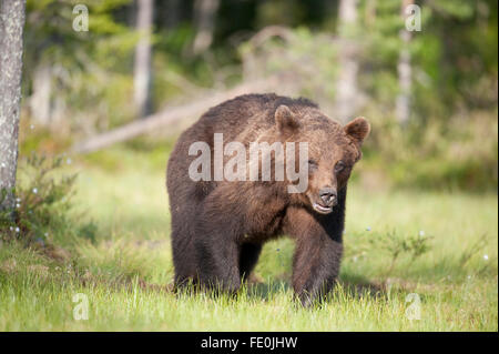 Europäischer Braunbär Ursus Arctos Arctos, Finnland Stockfoto