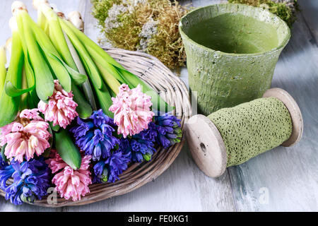 Hyacfinth Blumen und silbernen Gießkanne auf hölzernen Tisch. Stockfoto