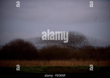 Starling Murmuration über den Somerset Levels bei Shapwick Heath. Stockfoto