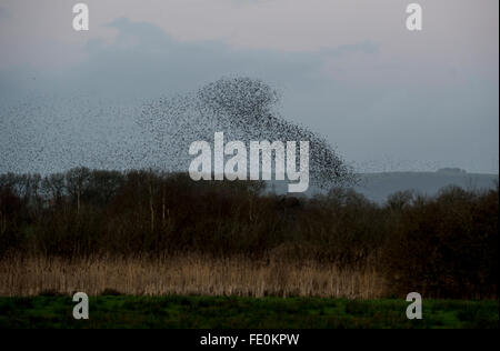 Starling Murmuration über den Somerset Levels bei Shapwick Heath. Stockfoto