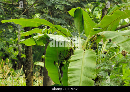 Bananen auf Bananenpflanze in der Nähe von Moivaro Lodge Stockfoto