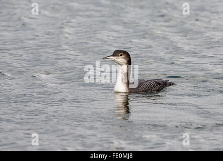 Großen nördlichen Taucher (Gavia Immer) im Winterkleid. Die Art ist bekannt als die große nördliche Loon in Nordamerika. Stockfoto