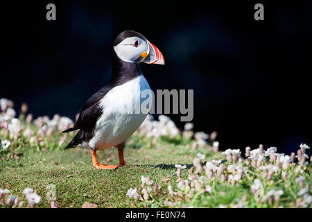 Britische Inseln: Ein Single adulter Atlantischer Papageitaucher, Fratercula Artica, spaziert an einem warmen Tag über die Landzunge in der Nähe des Brutortes der Vögel. Stockfoto