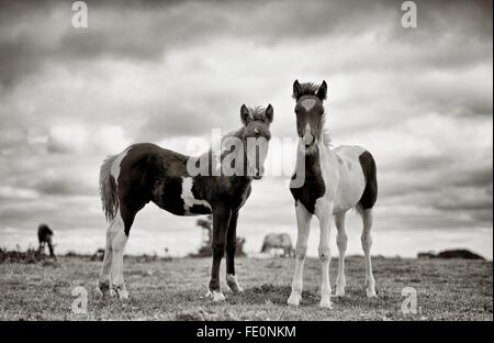 Zwei tapfere junge Bodmin Ponys auf dem Moor Quadratur bis an den Fotografen. B + W umgewandelt und leicht getönt. Stockfoto
