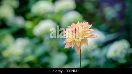 Scharf gemacht Pfirsich farbigen Daylia genommen vor einem verschwommenen Hintergrund von überwiegend weißen Blüten und dunkelgrünem Laub. Horizontalen Panorama. Stockfoto