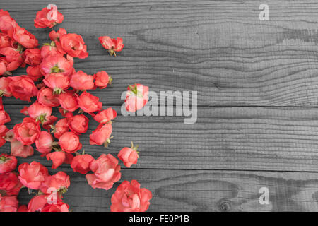 rote Rosen auf hölzernen Hintergrund, schwarz / weiß-Effekt Stockfoto