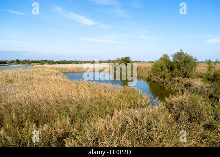 Camargue wilde Landschaft im Herbst. Regionaler Naturpark, Frankreich Stockfoto