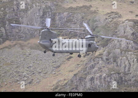 Chinook - englischen Lake District Stockfoto