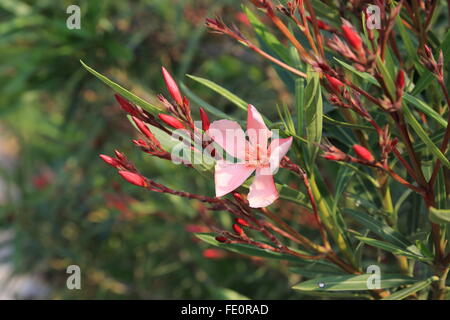 Eine Blume rosa Oleander Stockfoto