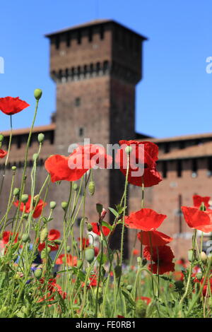 Rote Mohnblumen in der Nähe von Schloss Sforza in Mailand Stockfoto