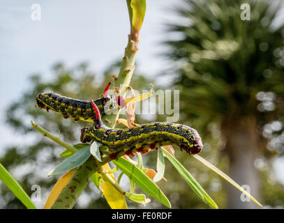 Barbary wolfsmilch Hawk moth Caterpillar, (hyles tithymali), Madeira Stockfoto