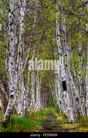 Ein Feldweg führt durch einen Tunnel aus Birken im Acadia-Nationalpark, Mount Desert Island, Maine, New England, USA. Stockfoto